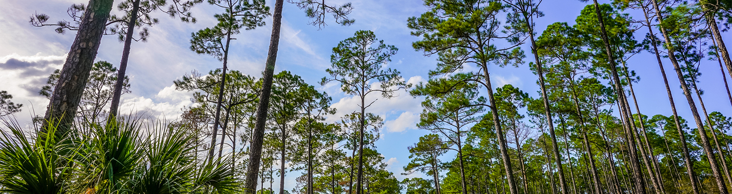 Alabama Cannabis Insurance Coverage